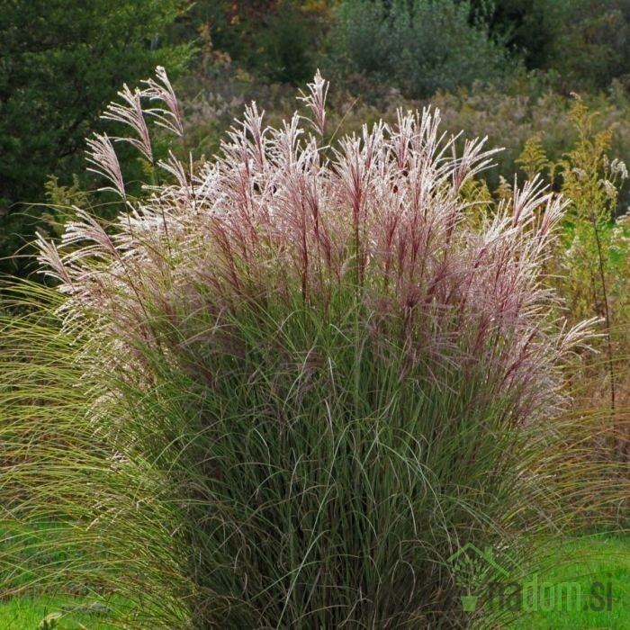 Miskantus (miscanthus sinensis) Ferner Osten - Kitajski trstikovec