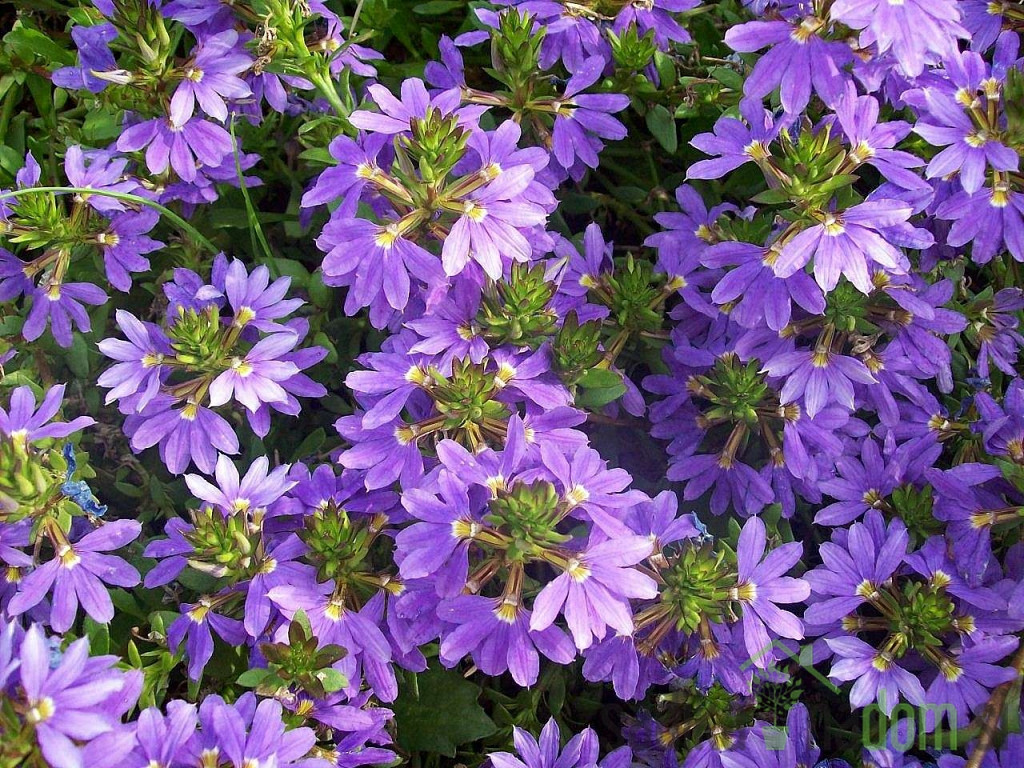 Modri čudež (Scaevola saligna)