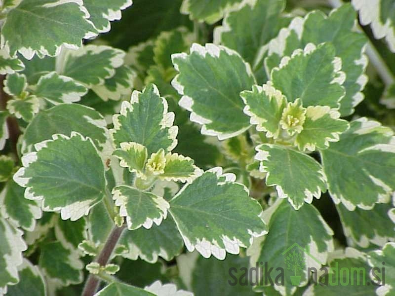 Moljevka (Plectranthus sp.)