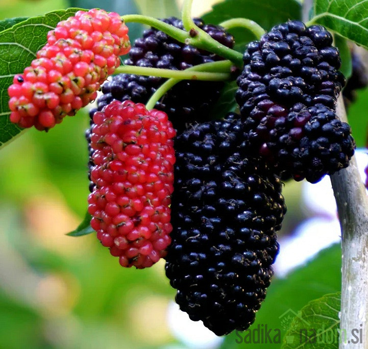 Murva Everbearing (morus nigra)