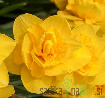 Narcisa Golden Ducat