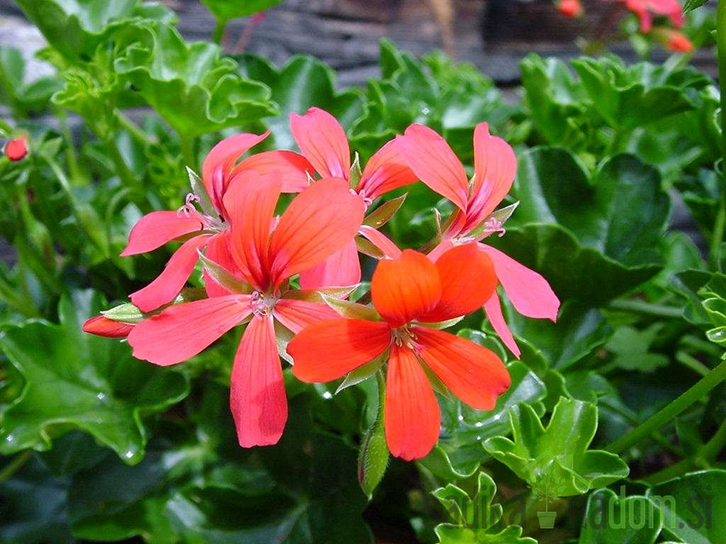 Navadna bršljanka (Pelargonium cascade)