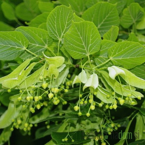 Navadna lipa (Tilia Platyphyllos)
