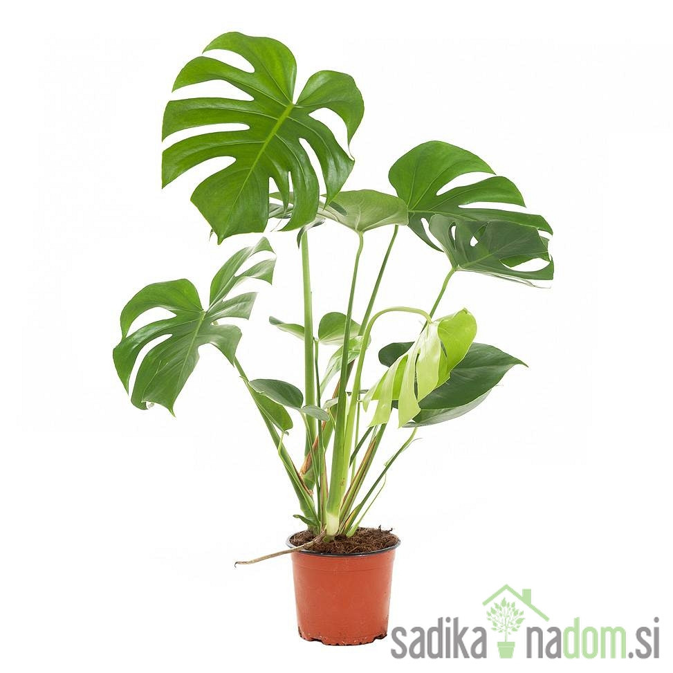 Navadna monstera (Monstera deliciosa)