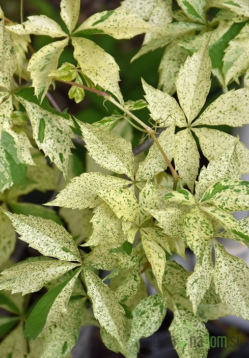 Navadna vinika Star Showers (Parthenocissus quinquefolia var. engelmannii)