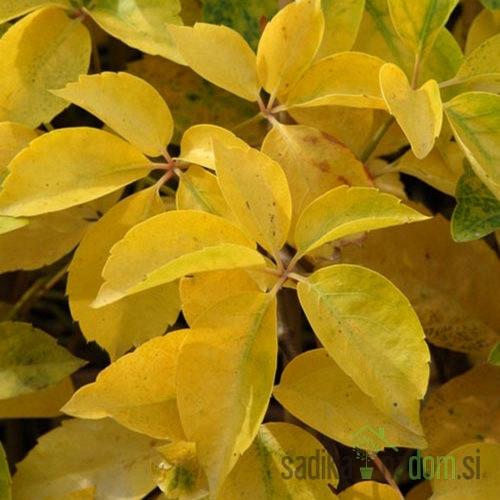 Navadna vinika Yellow wall (Parthenocissus quinquefolia)