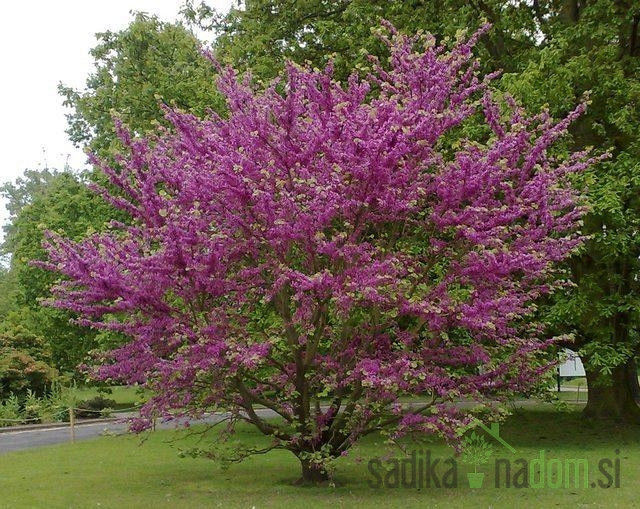 Judeževo drevo (Cercis Siliqastrum)