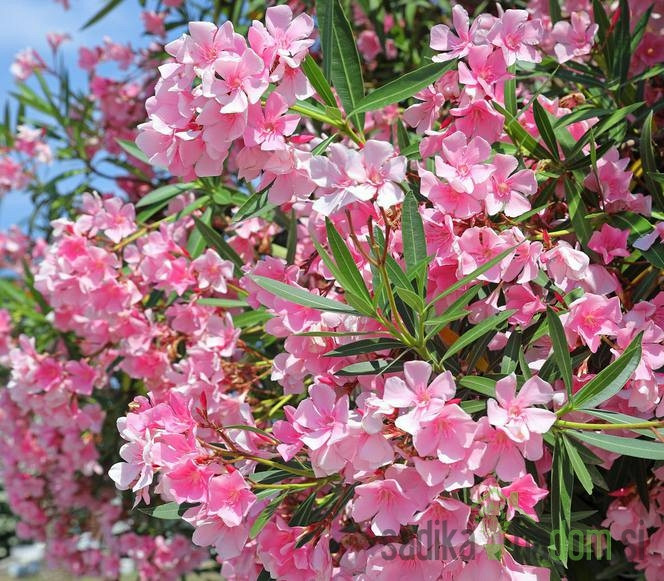 Navadni oleander (Nerium oleander)