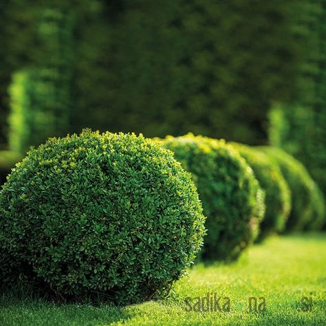 Navadni pušpan - krogla (Buxus Sempervirens)