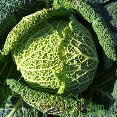 Seme ohrovt Di Castelnuovo Invernale 102