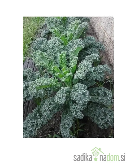 Ohrovt kodrolistni Winterbor/ Reflex