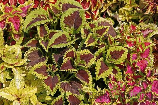 Okrasna kopriva (Coleus x Blumei)