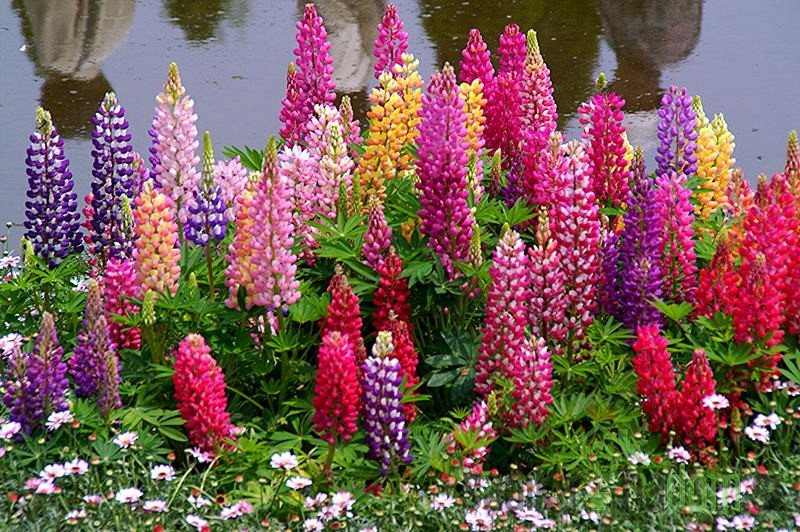 Seme Okrasna lupina / volčji bob - Lupinus Polyphyllus  A4189