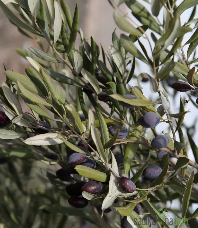 Oljka Elviana