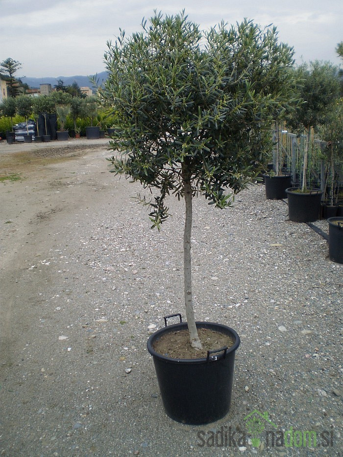 Oljka na deblu (Olea Europaea)