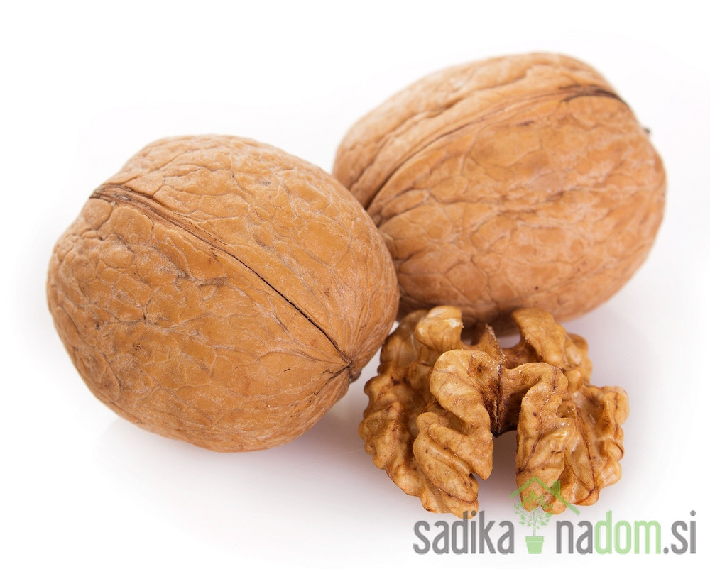 Oreh Chandler - EXTREMNO DEBEL