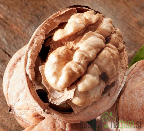 Oreh Ronde de Montignac