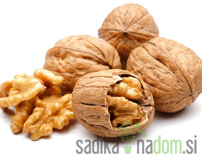 Oreh Tulare - REDKO POZEBE