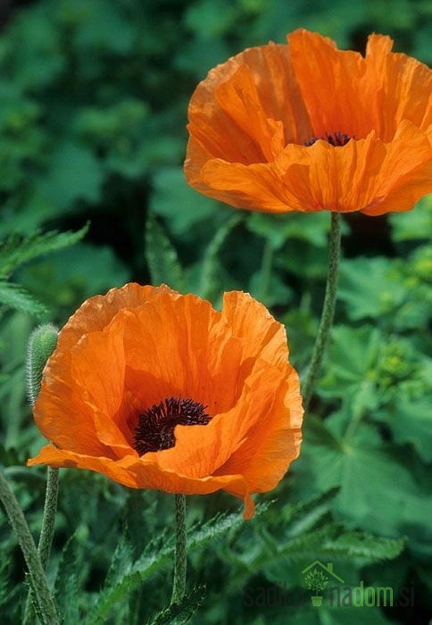 Turški oz. orientalski mak Salmon Glow (Papaver Orientale)