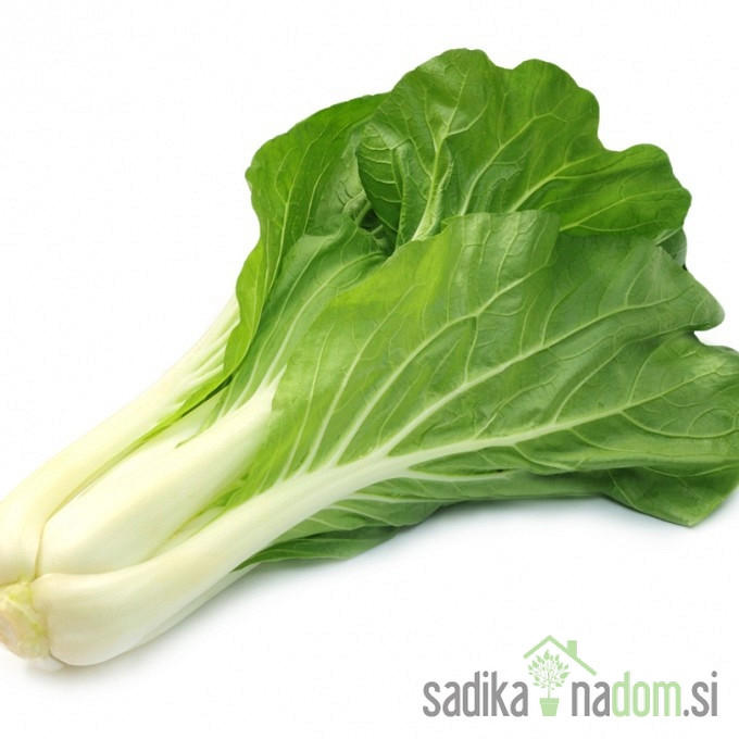 Pekinško zelje / Pak choi Bopak  (kitajska gorčica)