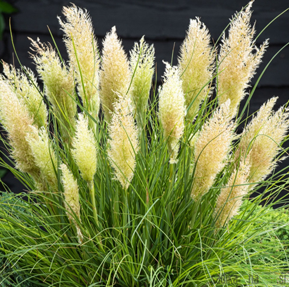 Pampaška trava (cortaderia selloana)