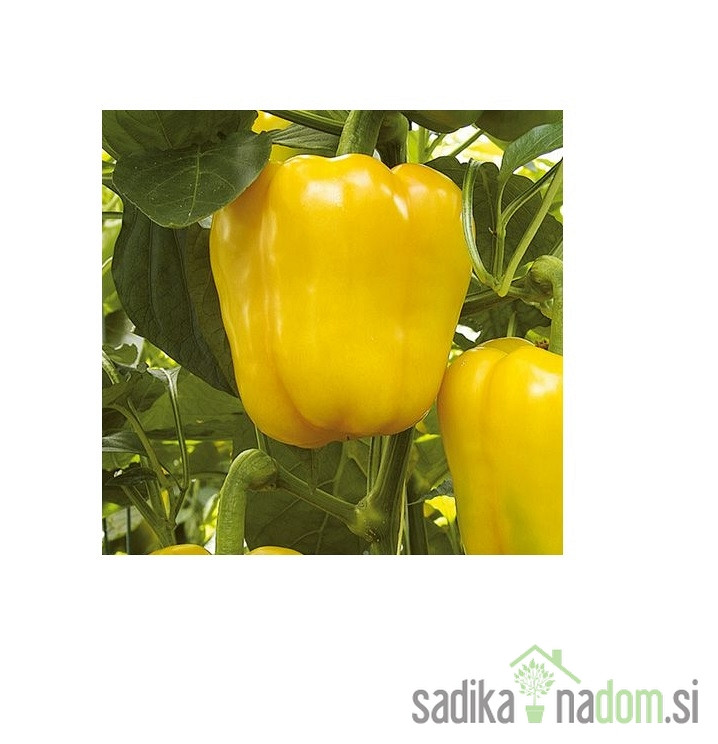 Paprika lulor - VELIKANKA