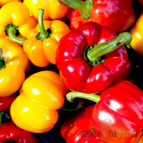 Seme Paprika Botinska rumena A551