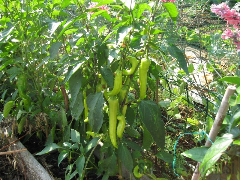 Seme Paprika Sivrija A530 