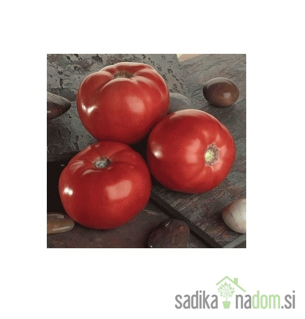 Seme paradižnik Bellarossa - PROFI