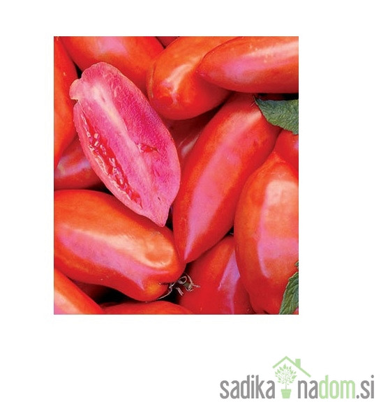 Paradižnik Bellandine