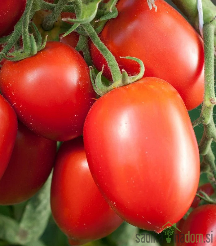 Paradižnik Dolcisio F1 - NIZKI ČEŠNJEVEC