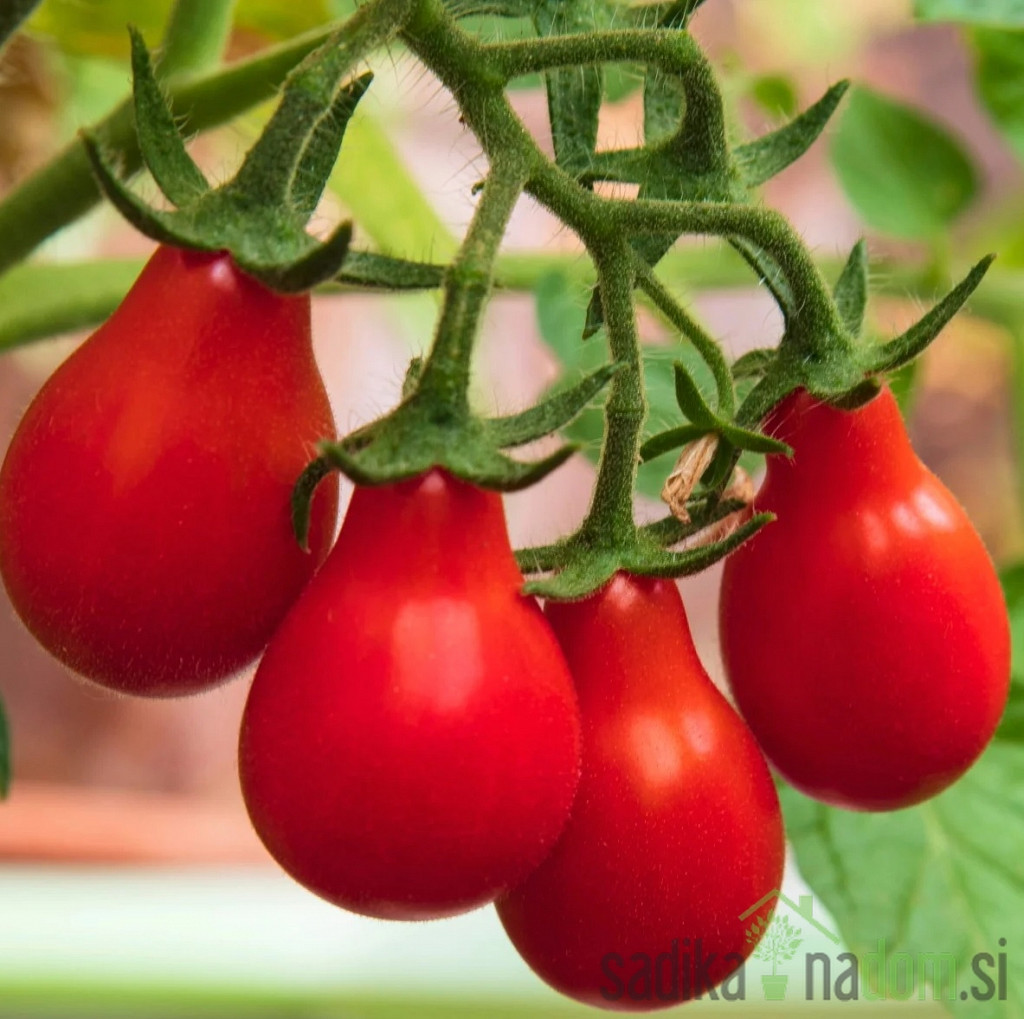 Paradižnik Red Pear - ČEŠNJEVEC