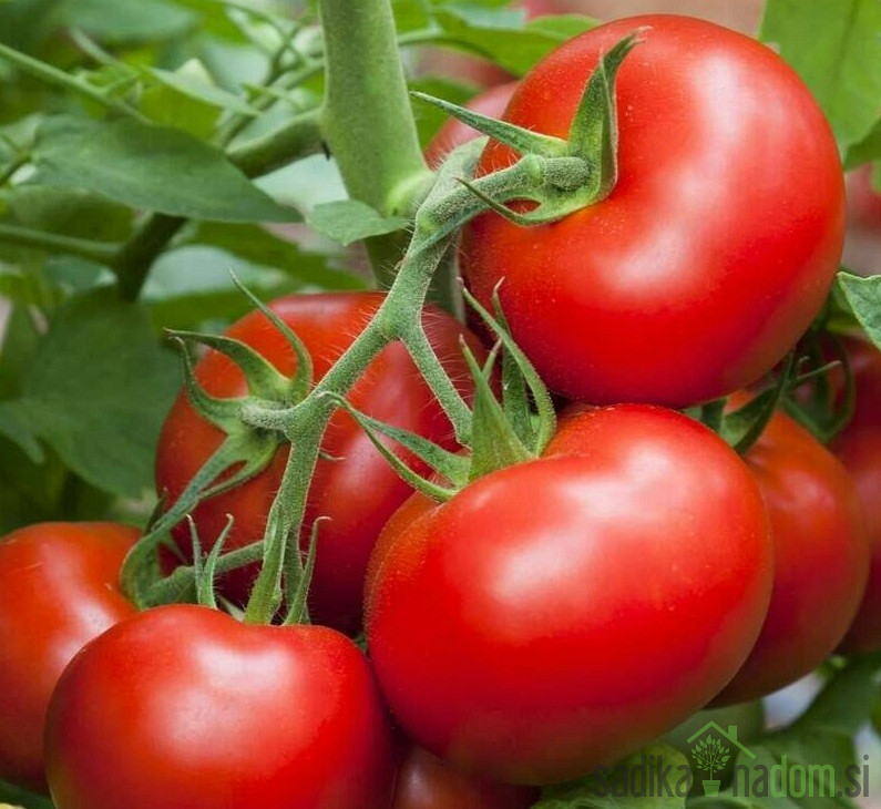 Paradižnik Torcida - SREDNJE ZGODNJI