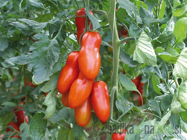 Paradižnik Adamo Green - PELAT