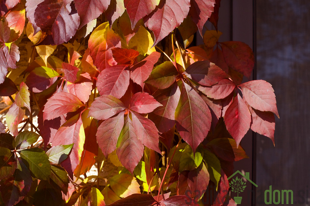 Navadna vinika Redwall (Parthenocissus quinquefolia)