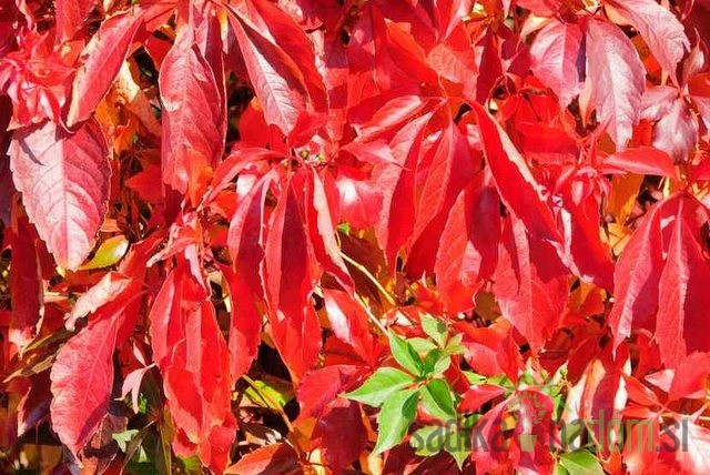 Navadna vinika Murorum (Parthenocissus quinquefolia var. murorum)
