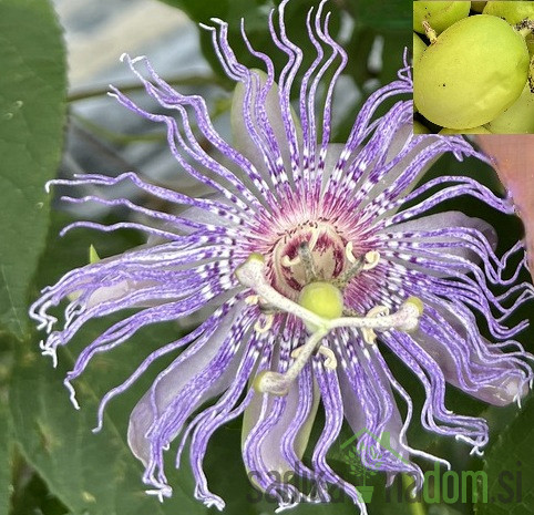 Pasijonka Eia Popeia (passiflora cooltropics) - PREZIMNA