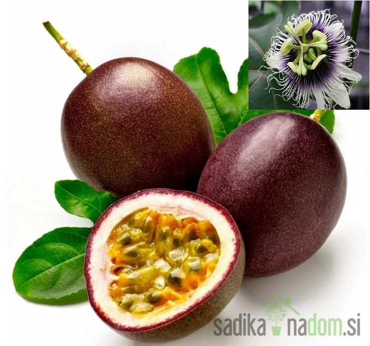 Pasijonka / Marakuja / Passiflora Edulis