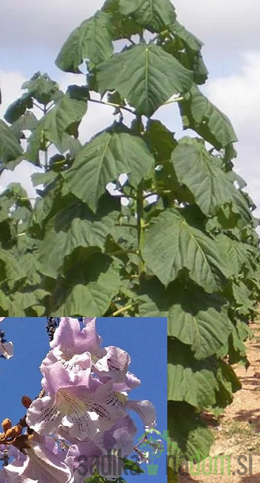 Pavlovnija / Paulownia Elogata