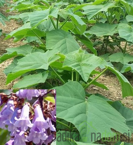 Pavlovnija / Paulownia Energy