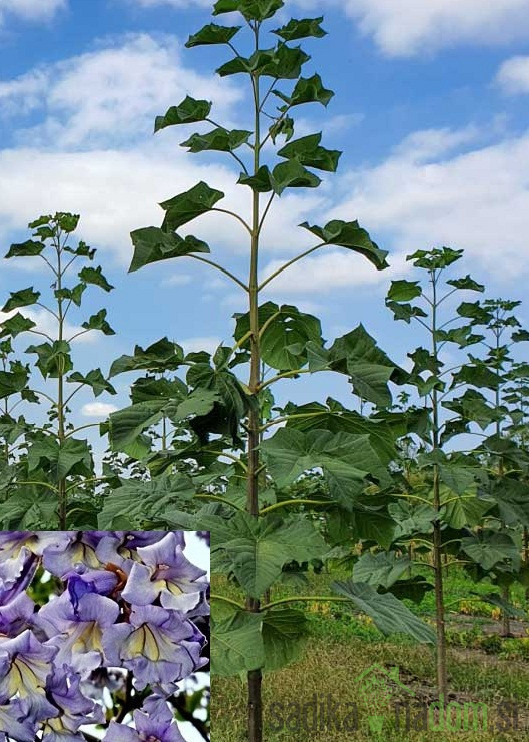 Pavlovnija / Paulownia Pao Tong