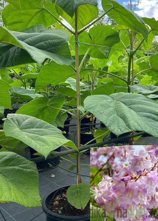 Pavlovnija / Paulownia Shang Tong
