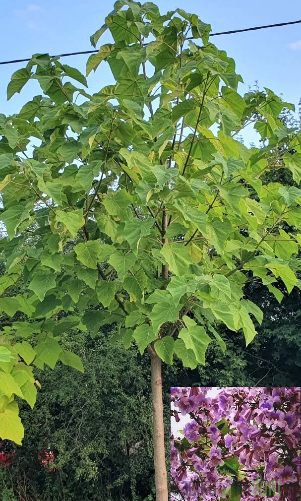 Pavlovnija / Paulownia Tomentosa