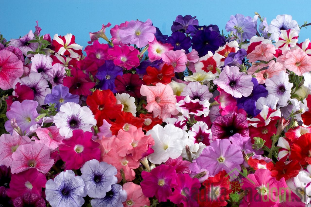 Seme Petunija - mešanica (Petunia hybrida) A4570