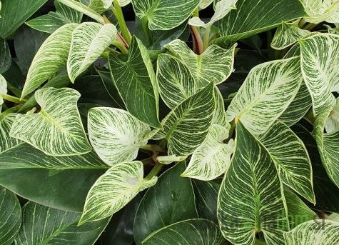 Philodendron White Wave
