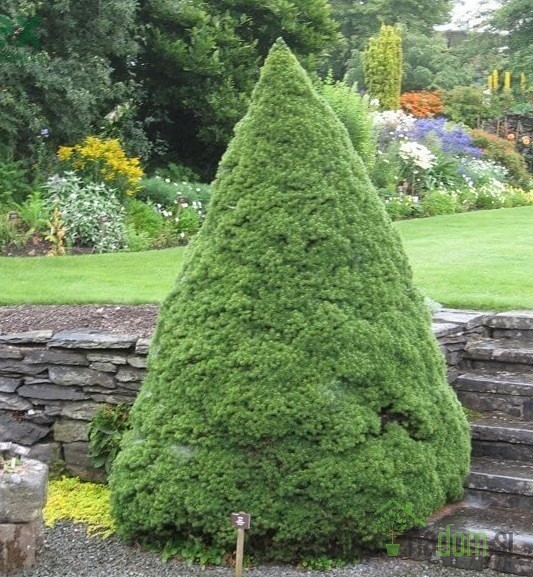 Stožičasta smreka (Picea glauca) Conica
