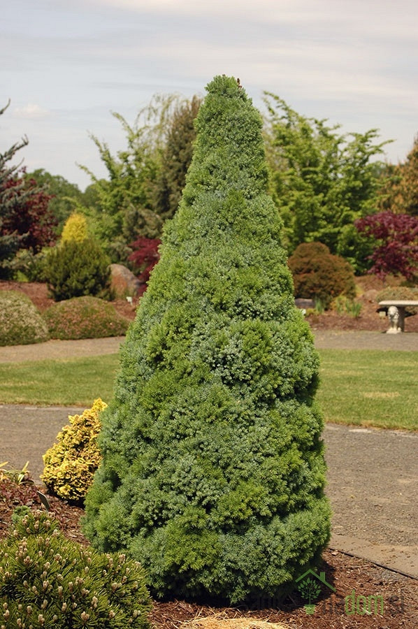 Bela smreka (Picea Glauca) Sanders Blue