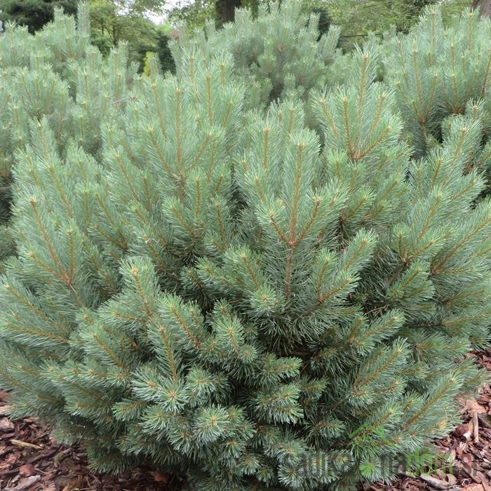 Rdeči bor (Pinus sylvestris) Watereri
