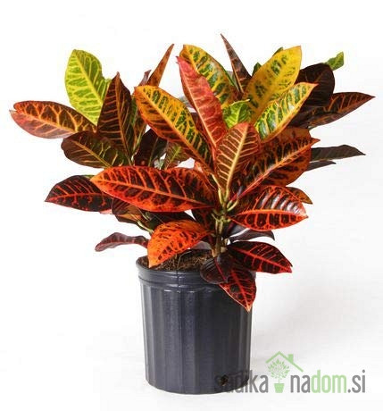 Pisani kroton (Codiaeum) Petra 