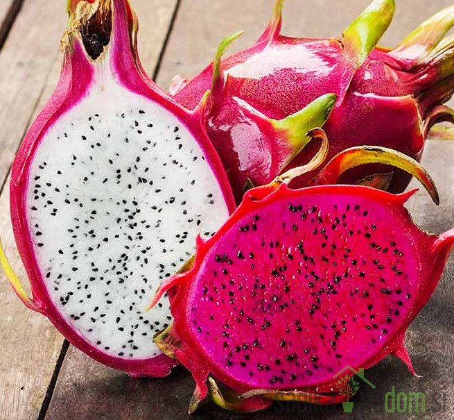 Pitaja/ Dragon fruit